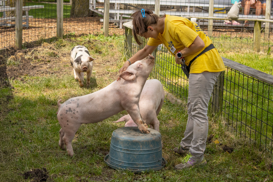 employee with pig