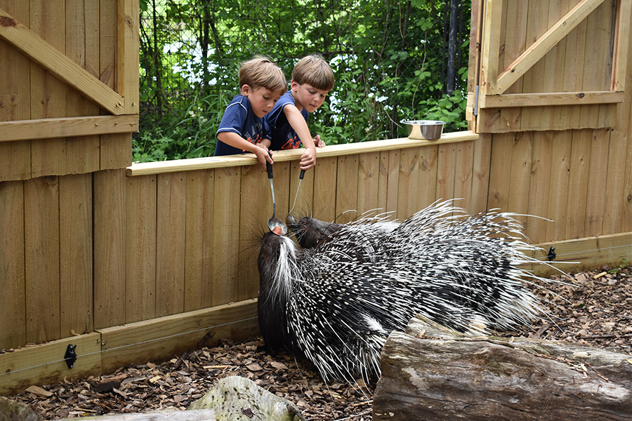 porcupine feeding