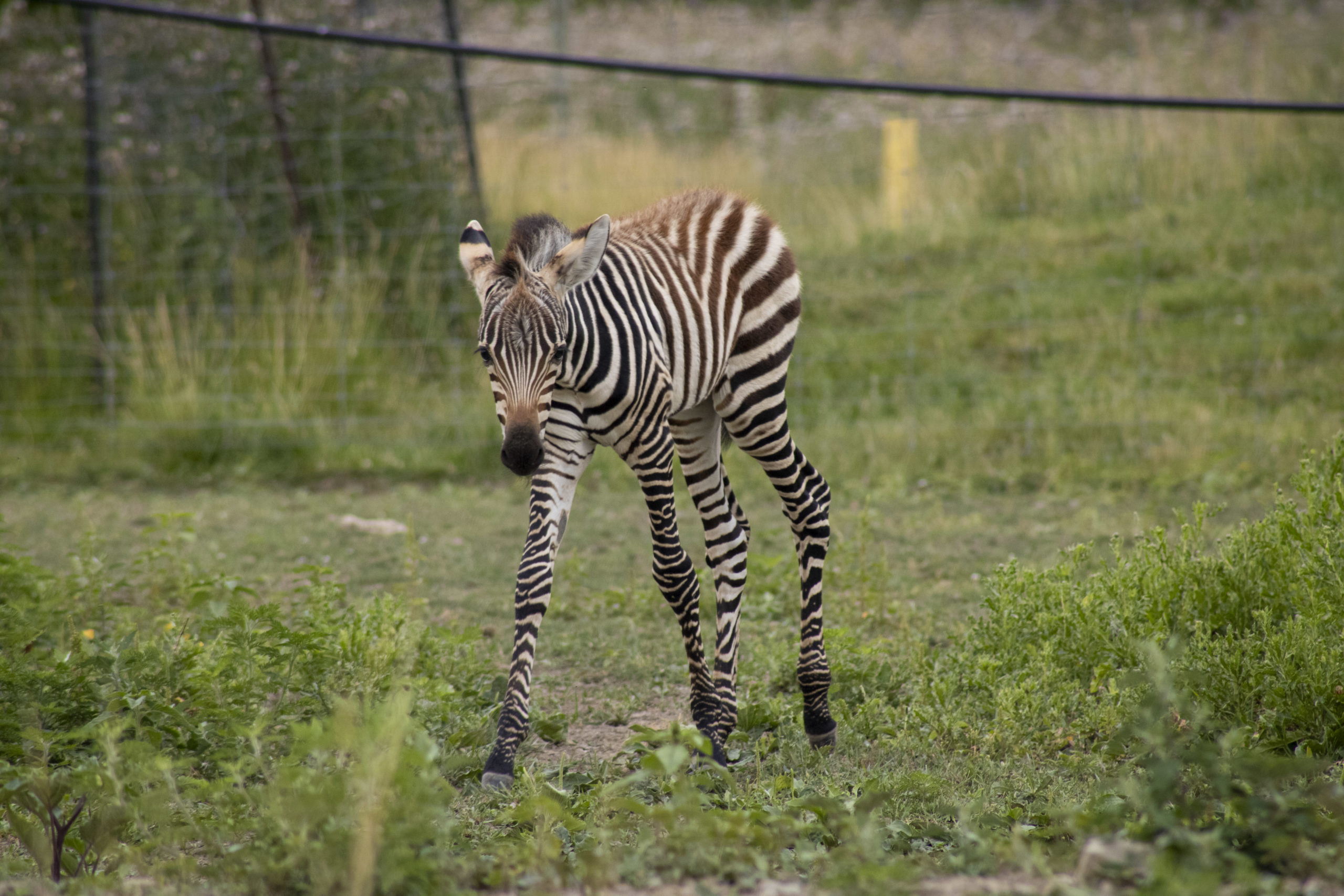 zebra foal