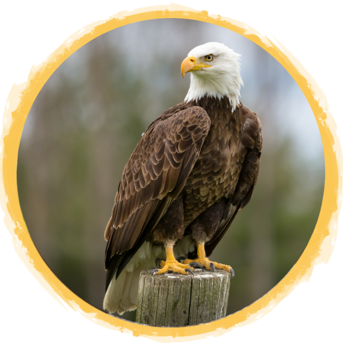 American Bald Eagle African Safari Wildlife Park Port Clinton, OH