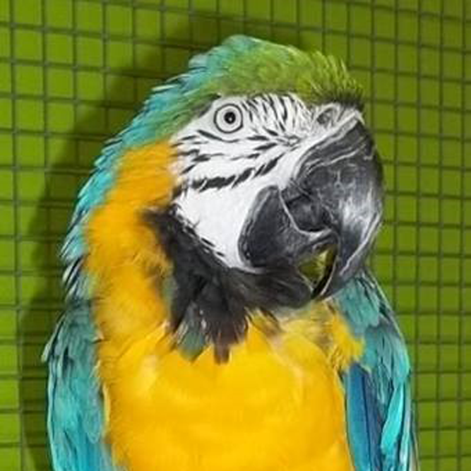 Blue & Gold Macaw | African Safari Wildlife Park - Port Clinton, OH