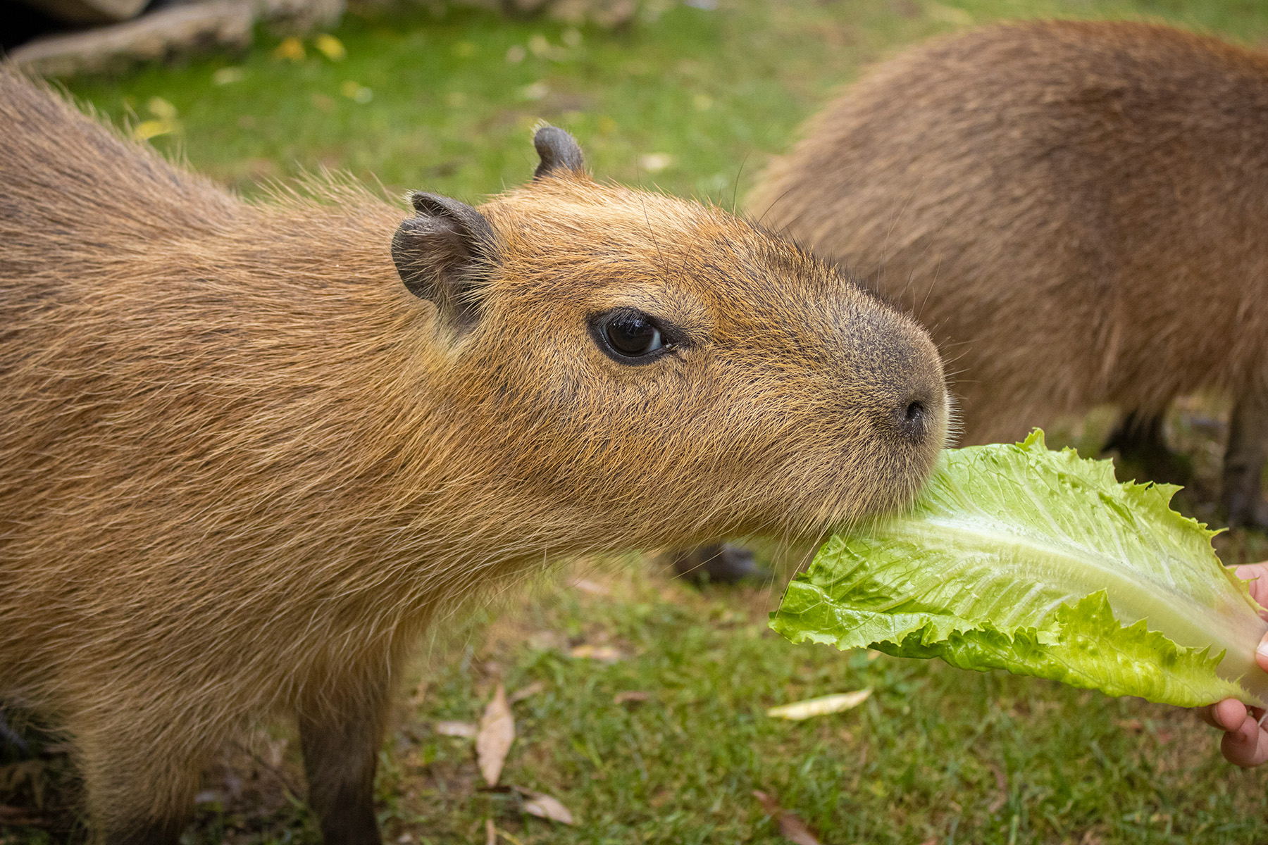 Capybara Encounter
