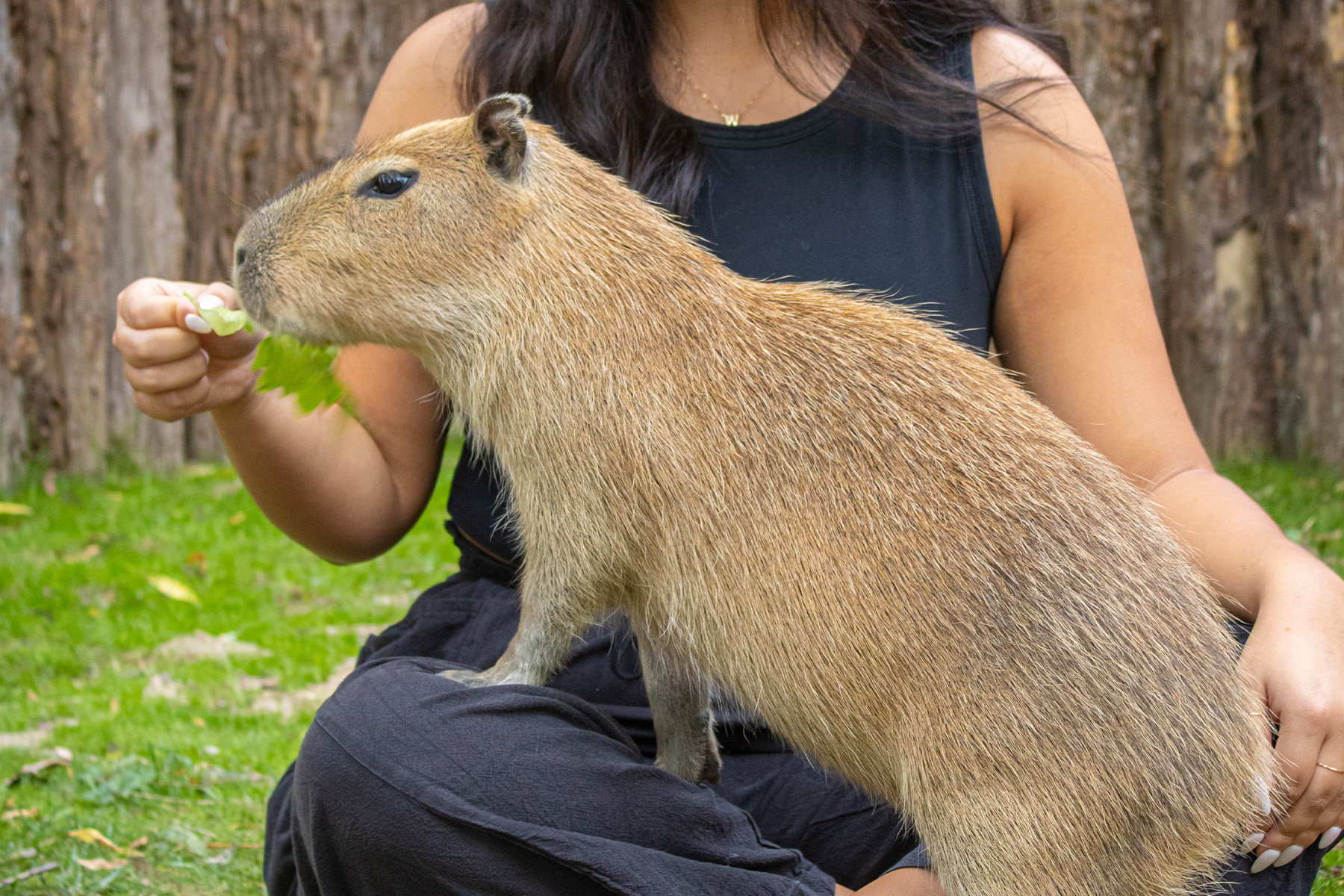 Capybara Encounter