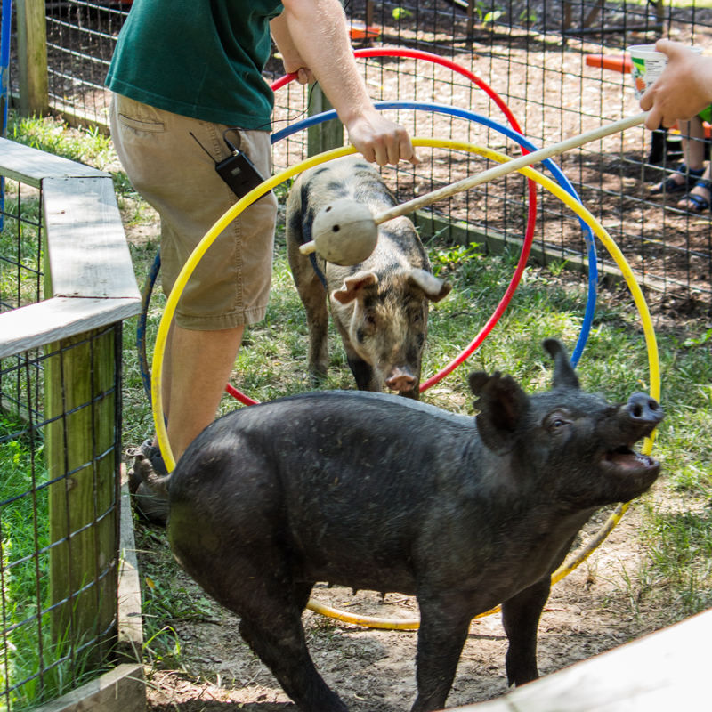 african safari wildlife park in port clinton