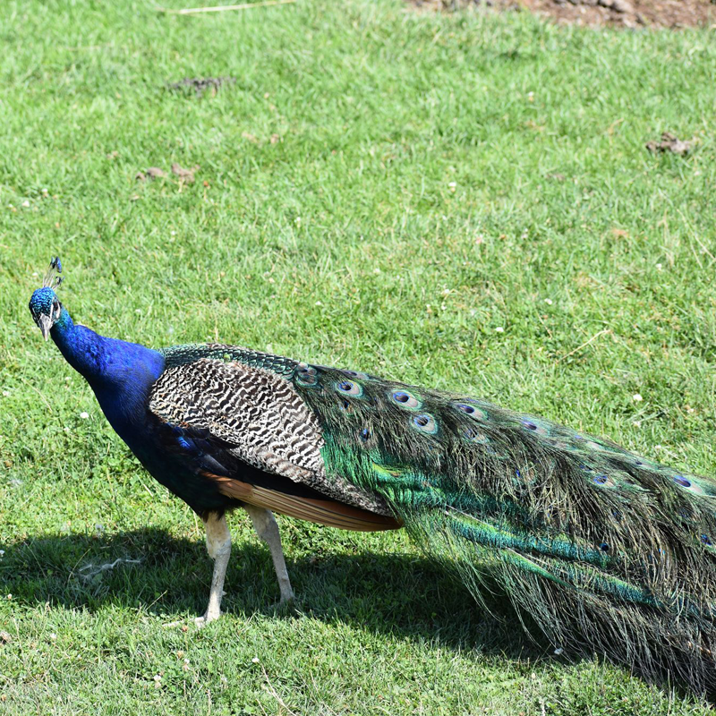 indian peacock images