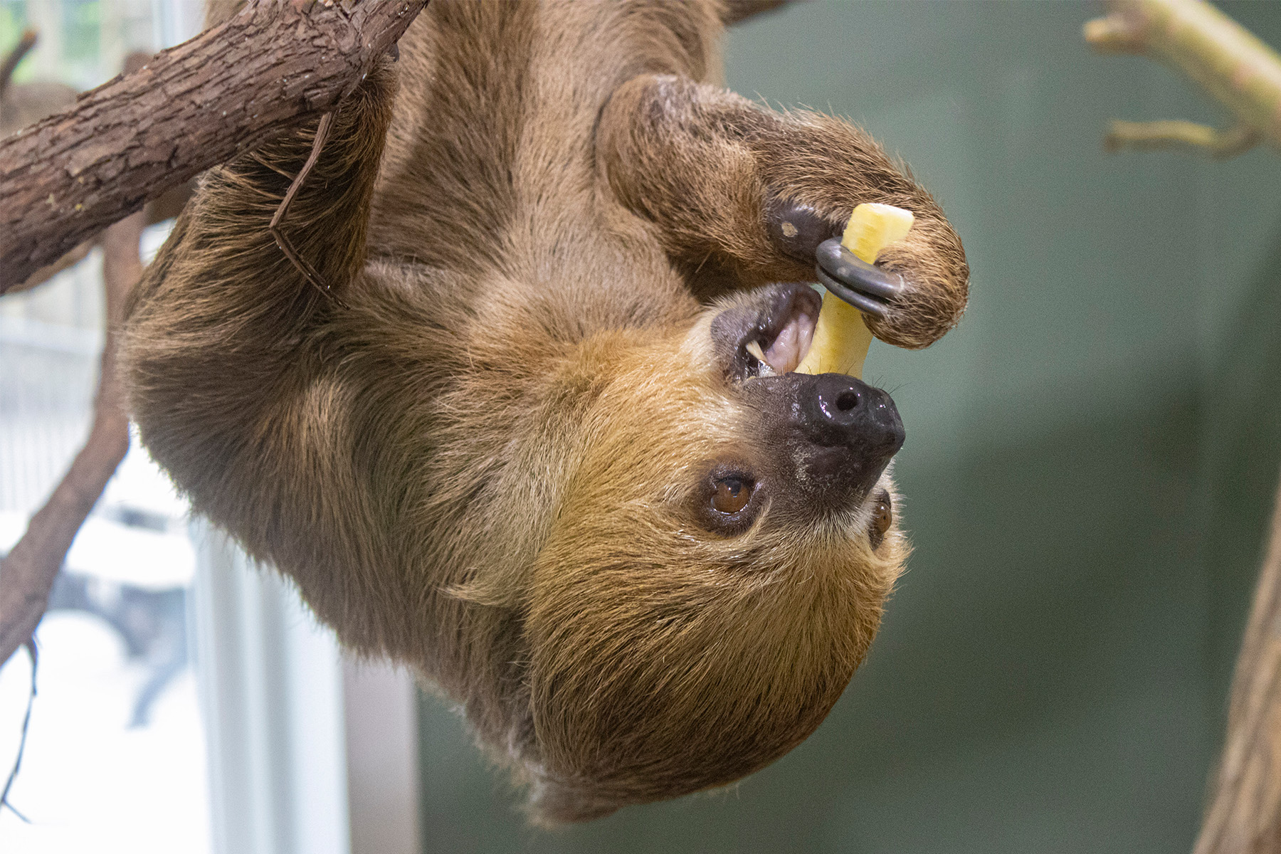 Sloth Encounter