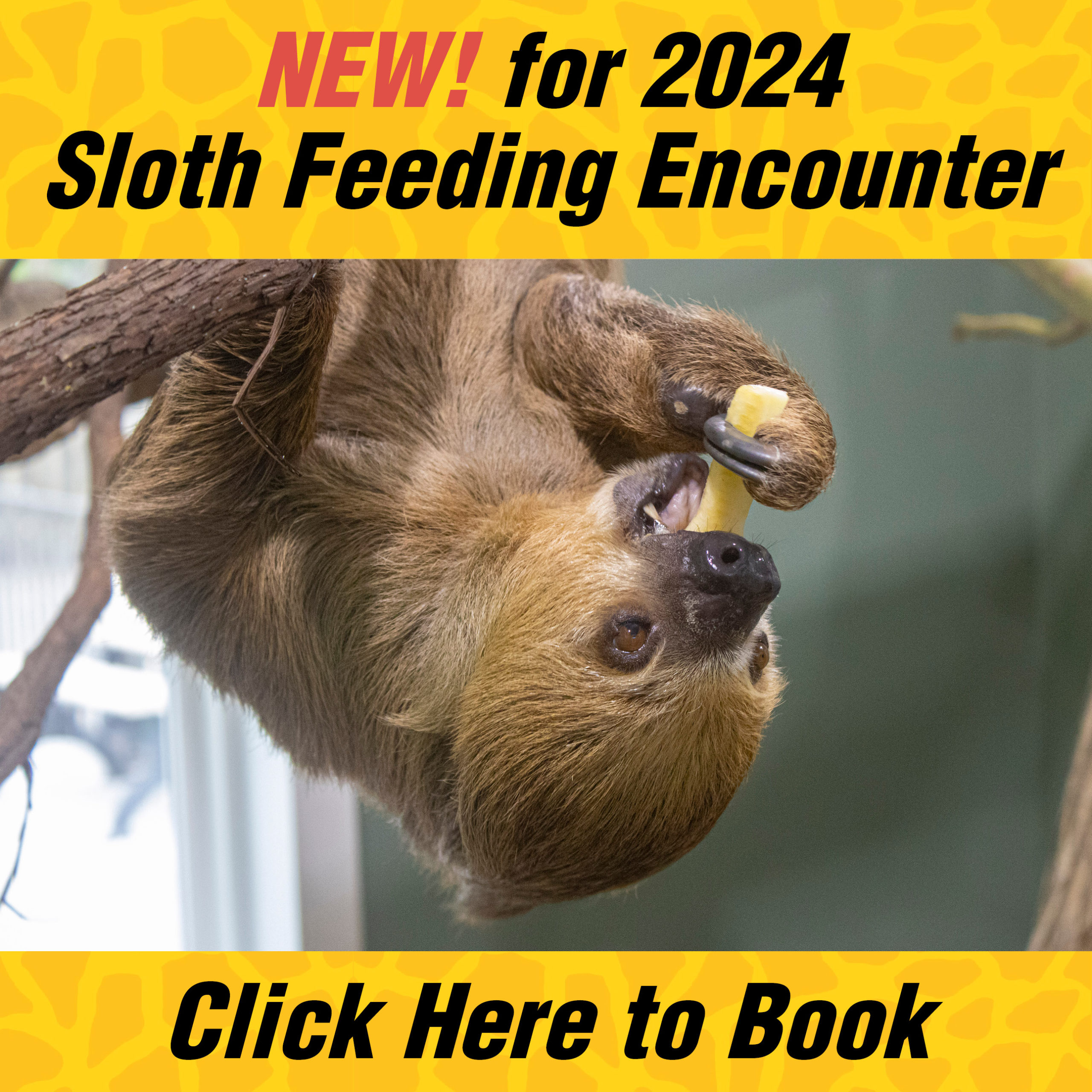 NEW! for 2024 Sloth Feeding Encounter Click Here to Book