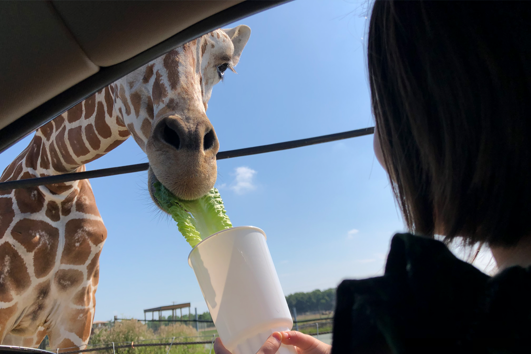 Giraffe eating from cup
