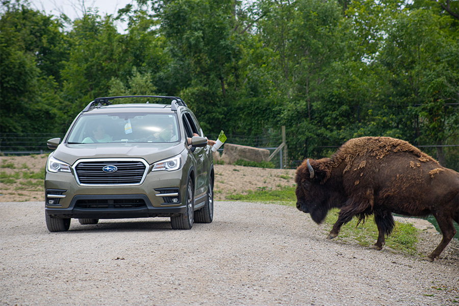 bison and car