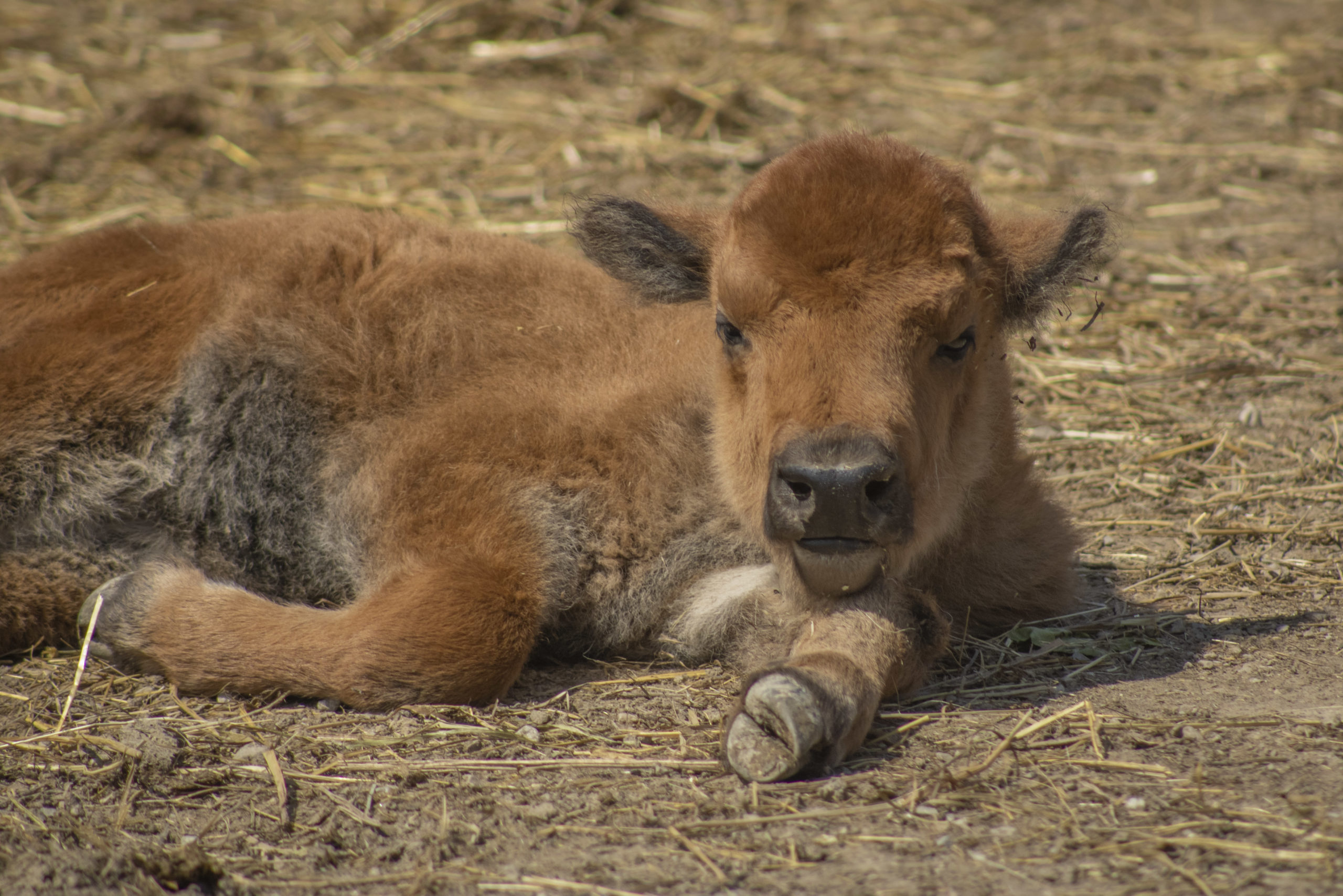 bison calf