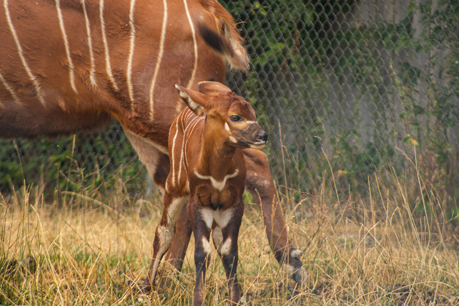 mountain bongo calf