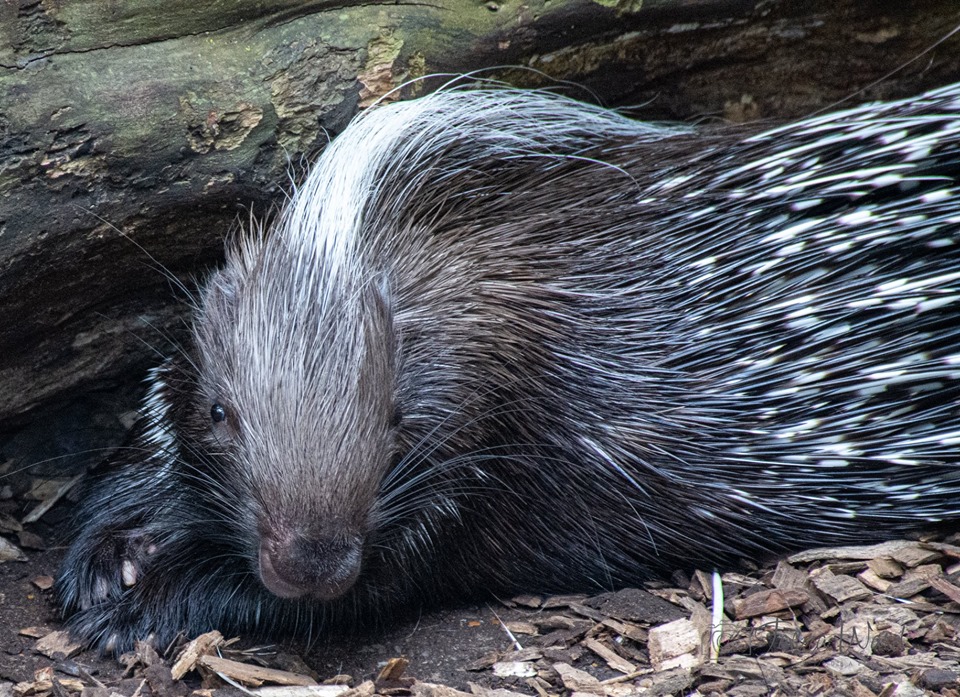 African Crested Porcupine