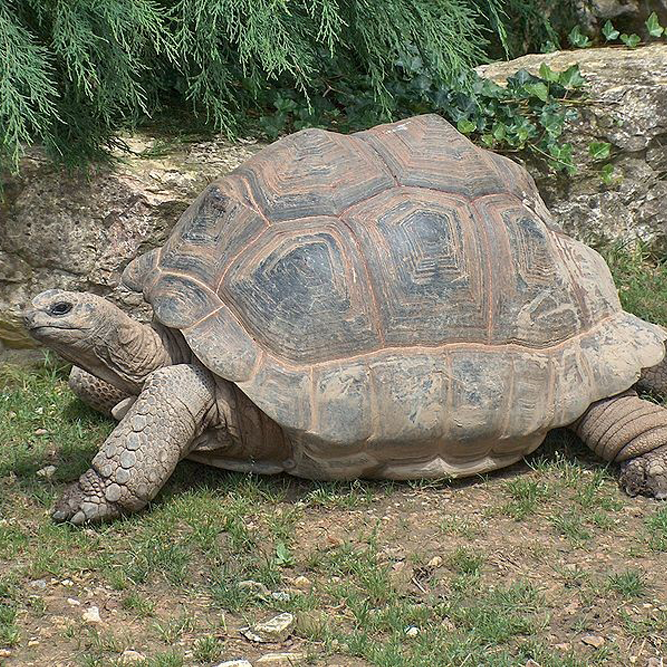 Aldabra Tortoise