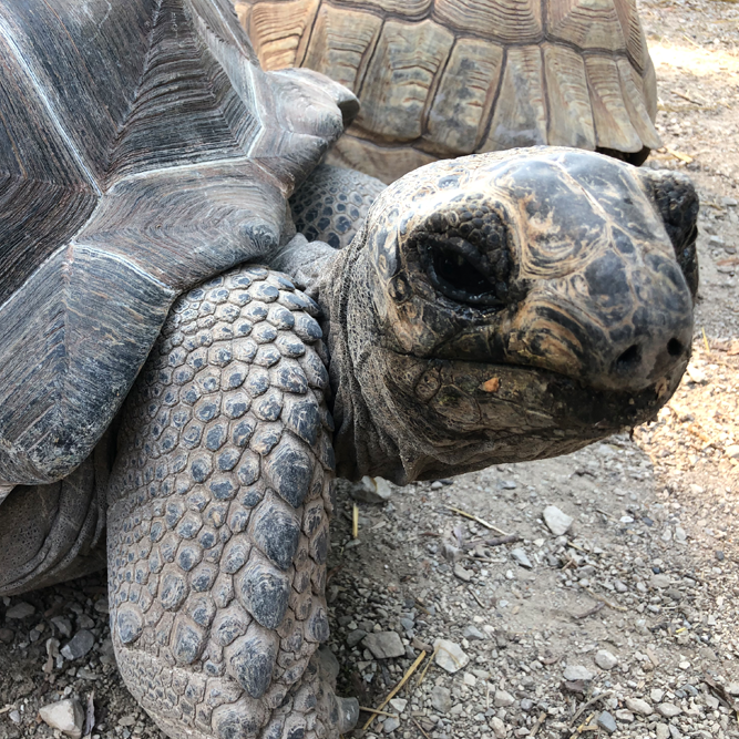 Aldabra Tortoise