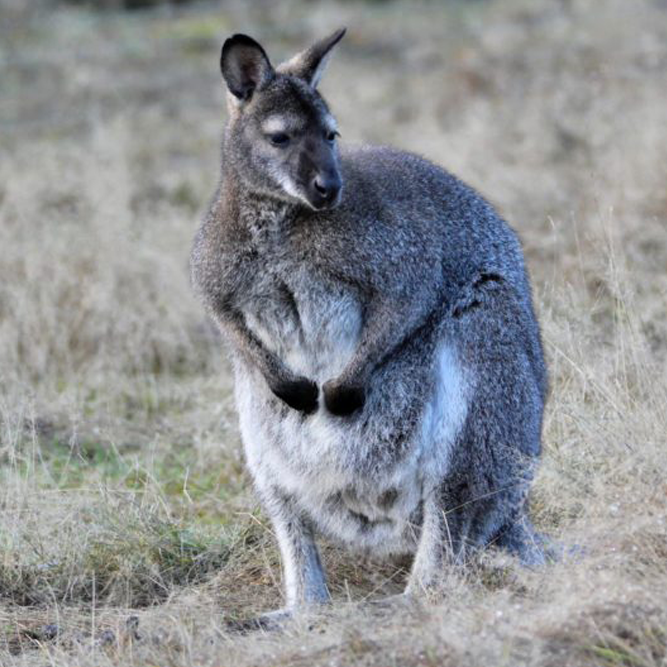 Bennett’s Wallaby