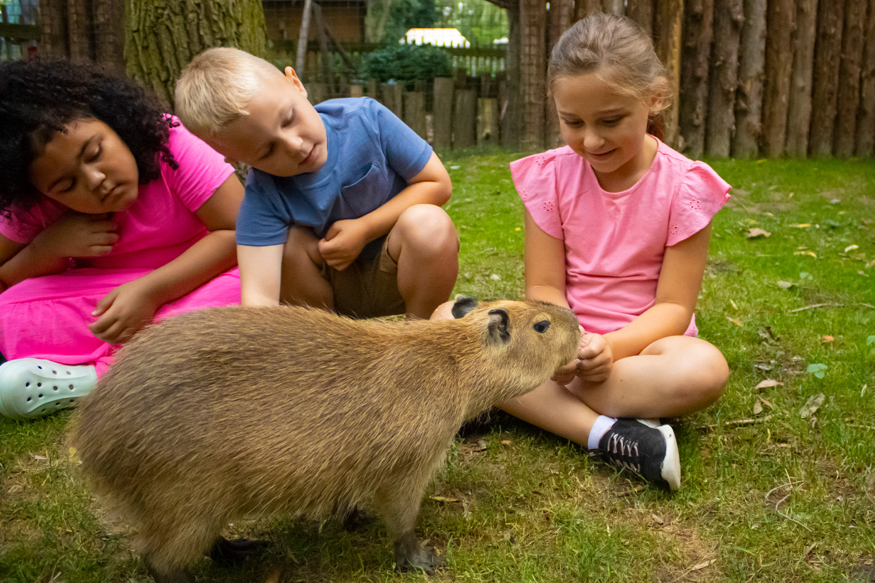 Capybara Encounter