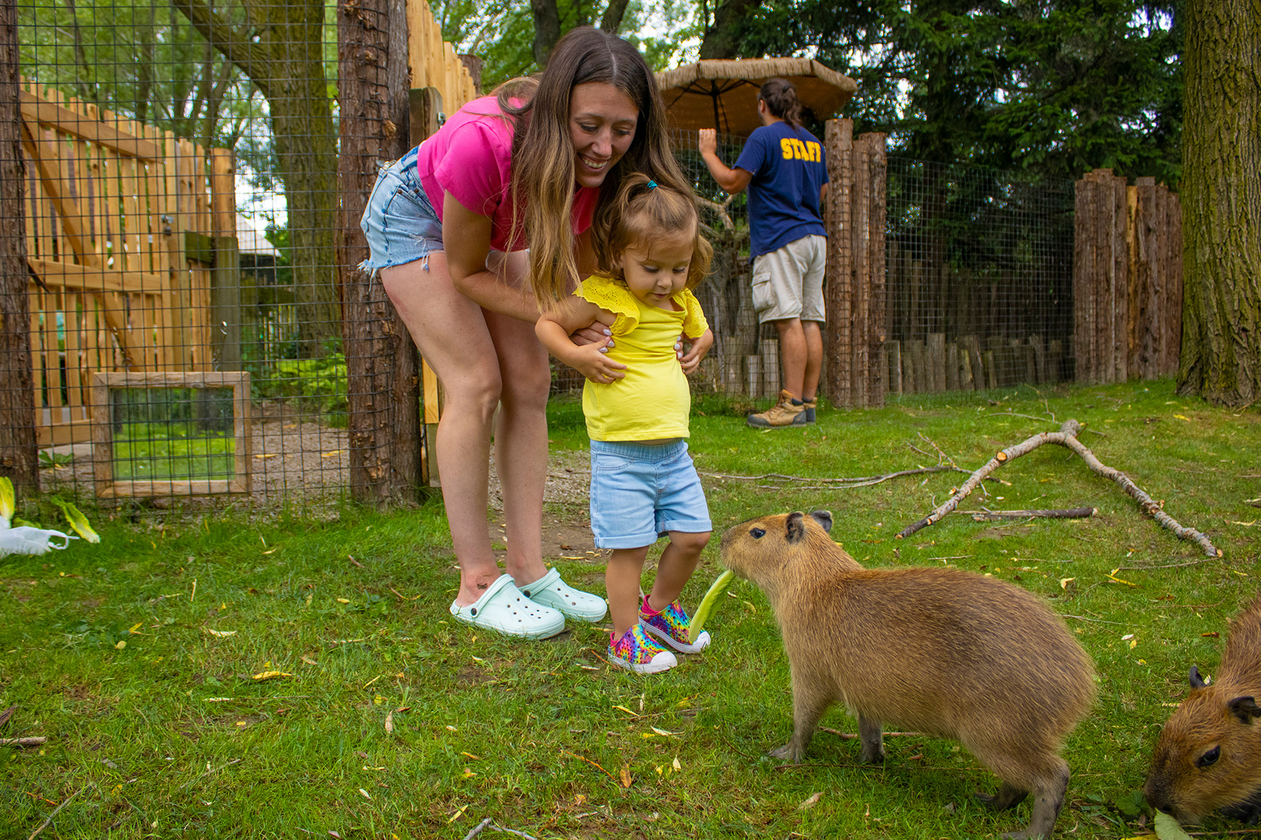 Capybara Encounter