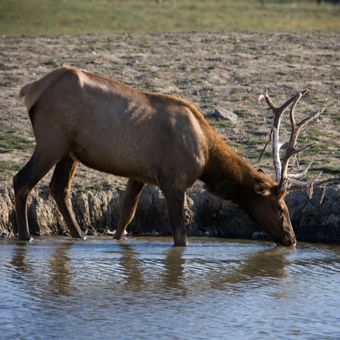 elk drinking waterhole
