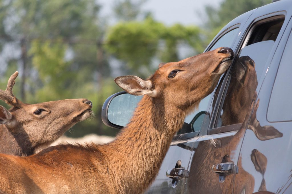 Featured Image for FAQ page Animals Eating At Car
