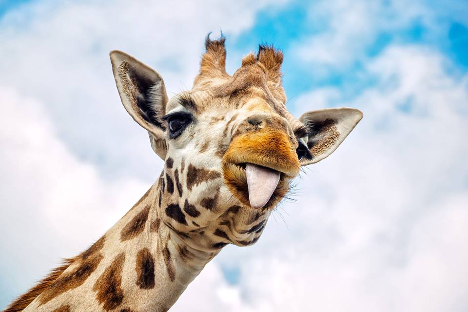 Giraffe