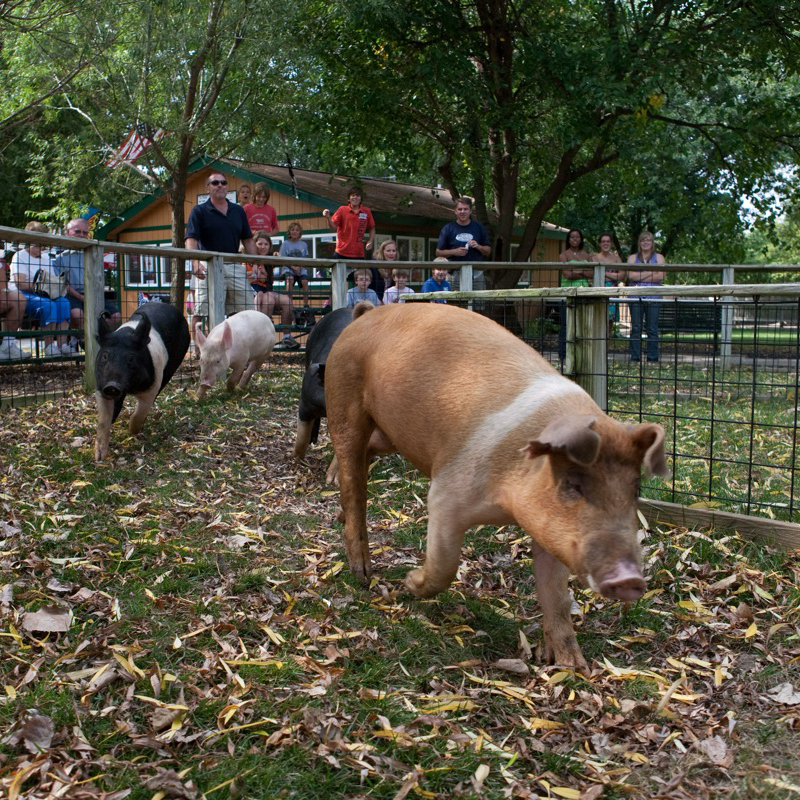 people watching hog race