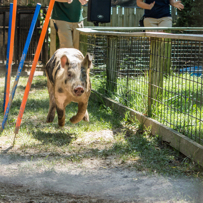 hog running