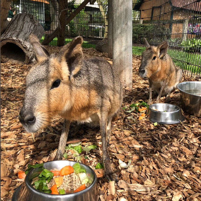 Patagonian Cavy