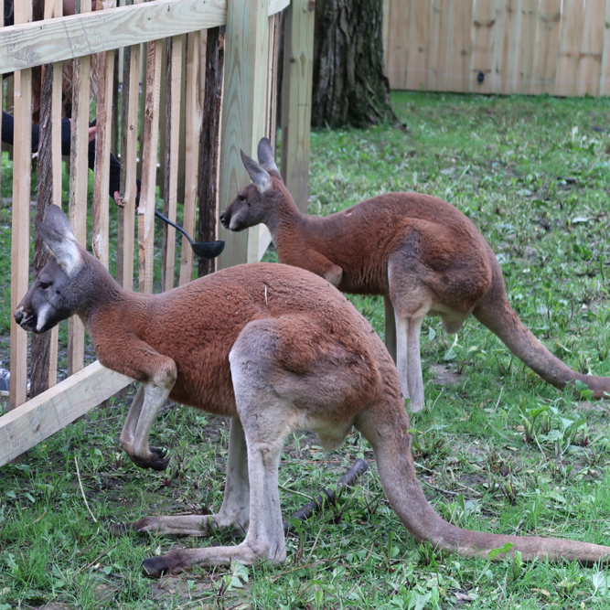 2 Red Kangaroos