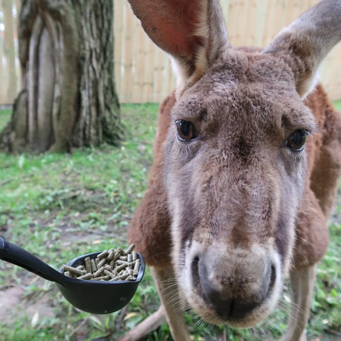 Close up red Kangaroo feeding