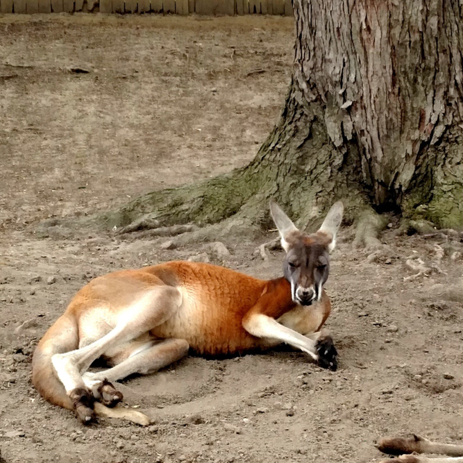 Red Kangaroo lying