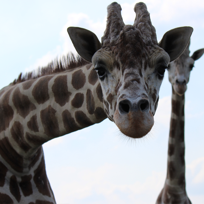 giraffe