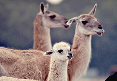 Guanaco