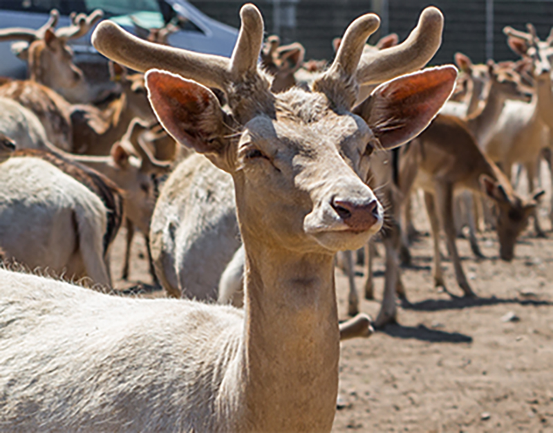 African Safari Wildlife Park Fallow Deer