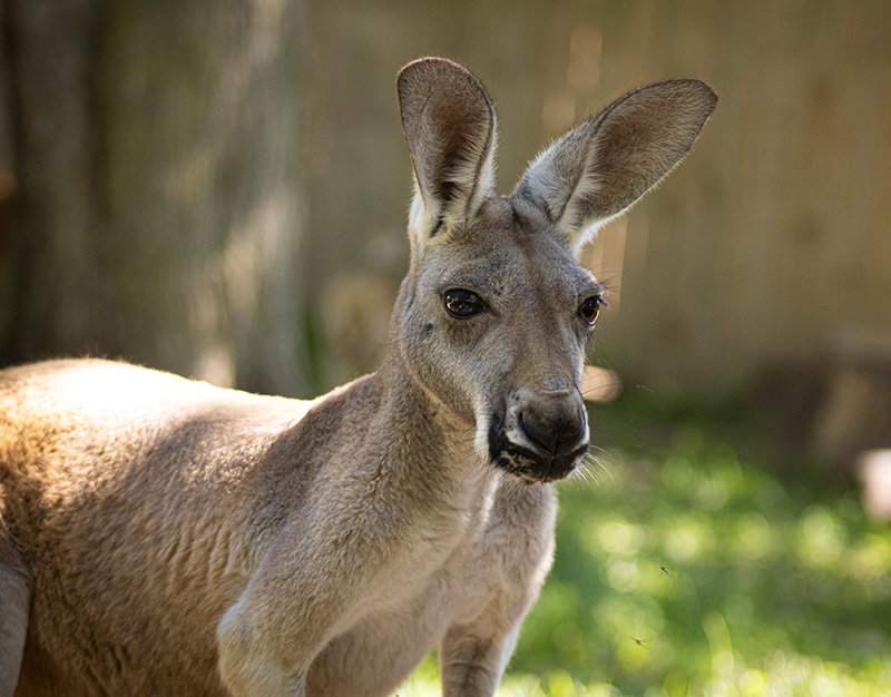African Safari Wildlife Park Kangaroo